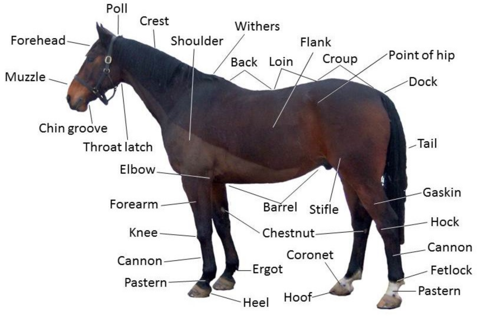 Preview of a detailed labeled horse anatomy diagram