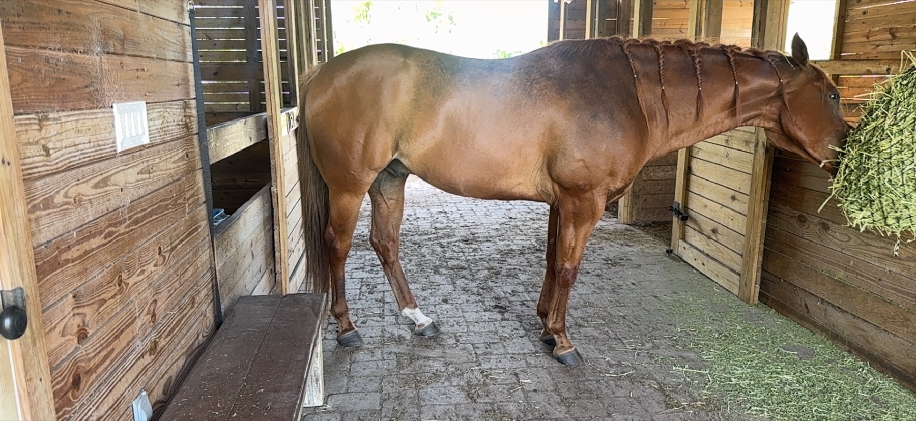 Chestnut horse standing in a clear side profile